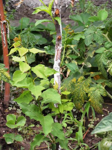 2 soiuri de cais, prun si piersi, toate pe corcodus; pomul 1
