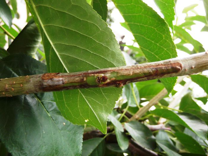 nu vrea sa mai iasa 2; cires pe visin
