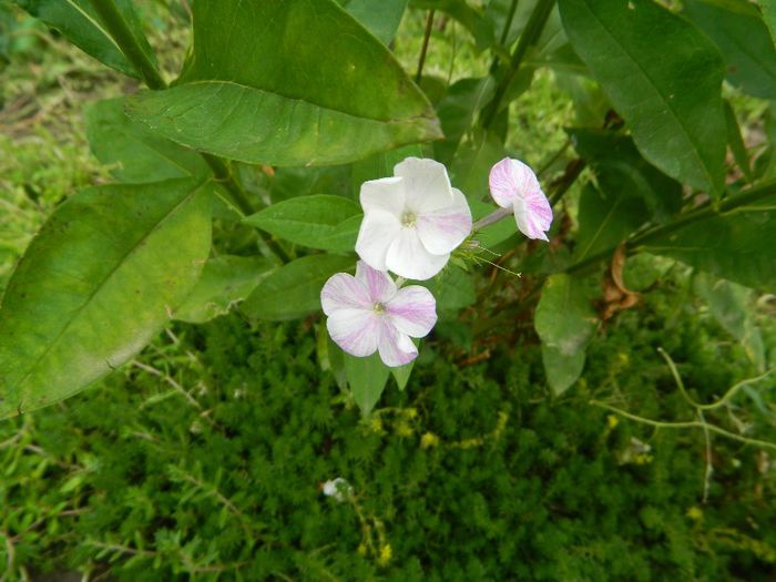 Un phlox corcit - Iulie