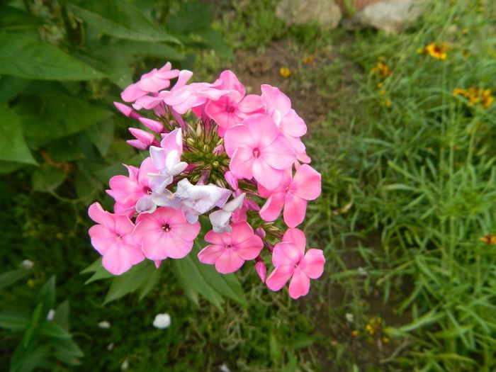 Phlox - Iulie