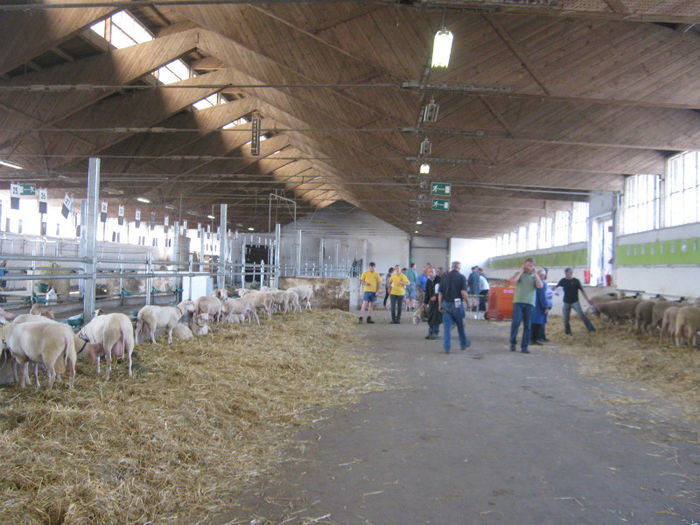 wels-juli- 2013 licitatie oi si capre