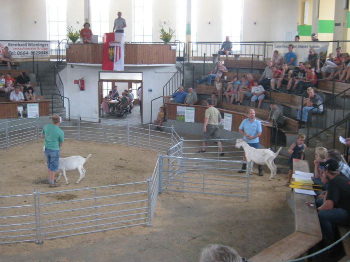 animale de rasa cu pedigrii