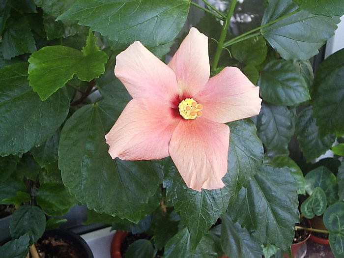 06.07.2013 - Hibiscus 2013