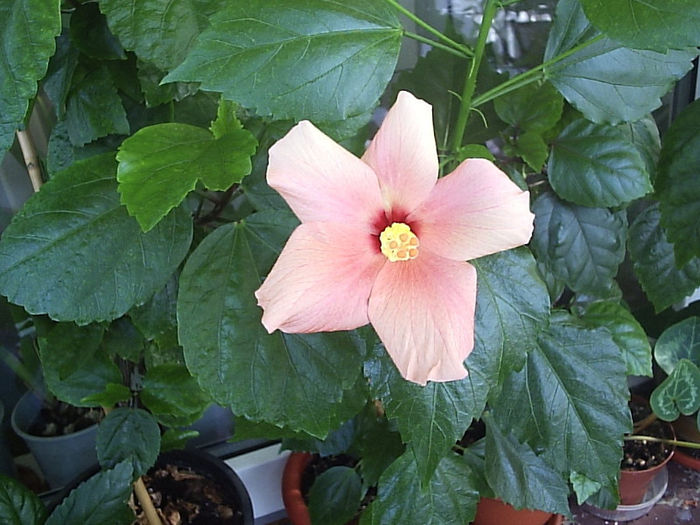 06.07.2013 - Hibiscus 2013