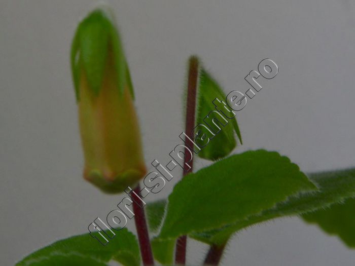 Sinningia EW s Pink Pearl - GLOXINIA _ SINNINGIA__NEWS 2013