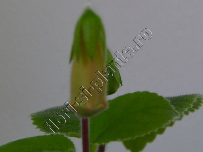 Sinningia EW s Pink Pearl - GLOXINIA _ SINNINGIA__NEWS 2013