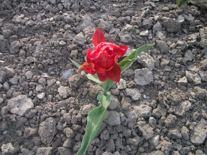DSCF8759 - Gradina bunicii 2013