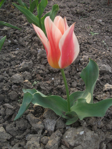 DSCF8769 - Gradina bunicii 2013