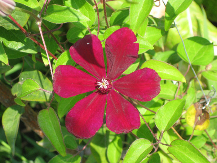 IMG_2654 - A    Inflorire CLEMATIS 2013  westerplatte