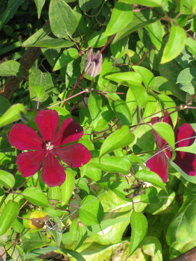 IMG_2653 - A    Inflorire CLEMATIS 2013  westerplatte