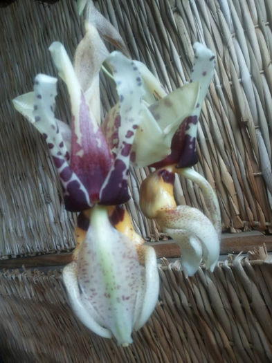 orhideee 2