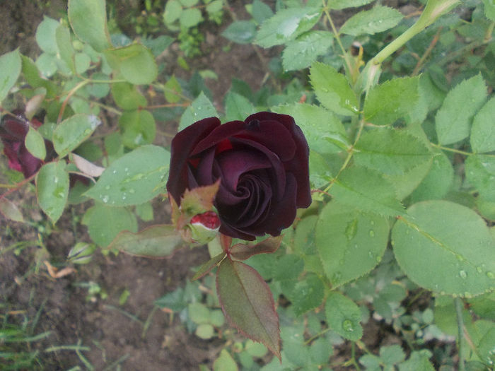 25