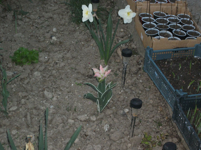 DSCF8812 - Gradina bunicii 2013