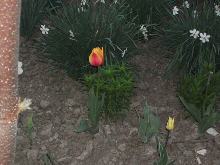 DSCF8814 - Gradina bunicii 2013