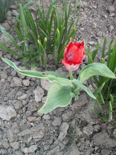 DSCF8854