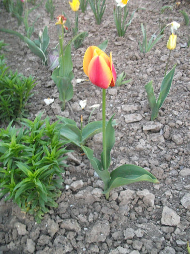 DSCF8858