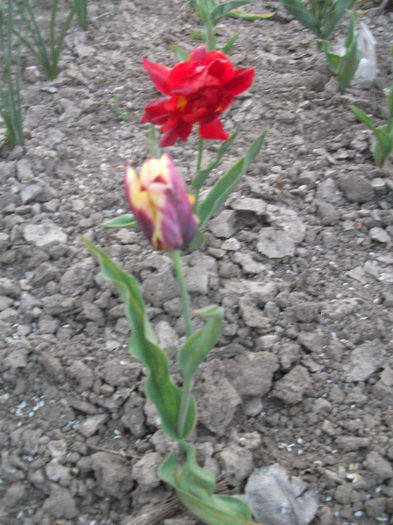 DSCF8866