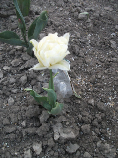 DSCF8867