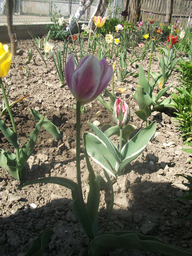 DSCF8945 - Gradina bunicii 2013
