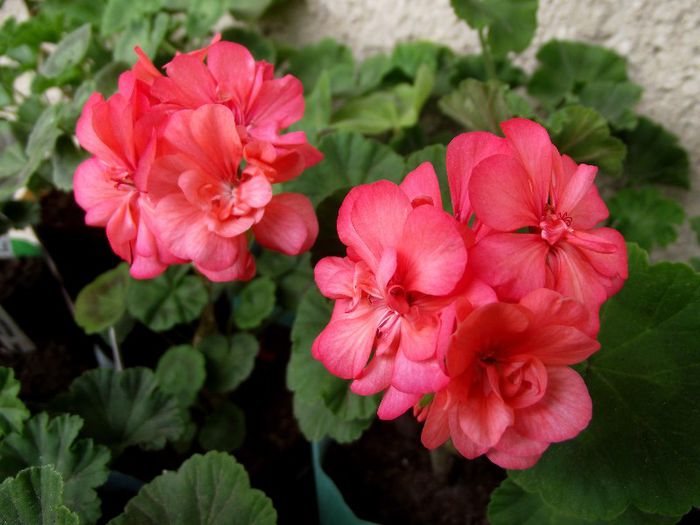 coral pink