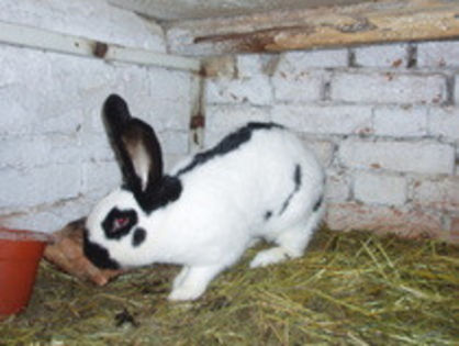 femela fluture german - TRATAMENTE IEPURI