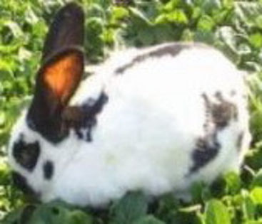 pestit german sau fluture german - TRATAMENTE IEPURI