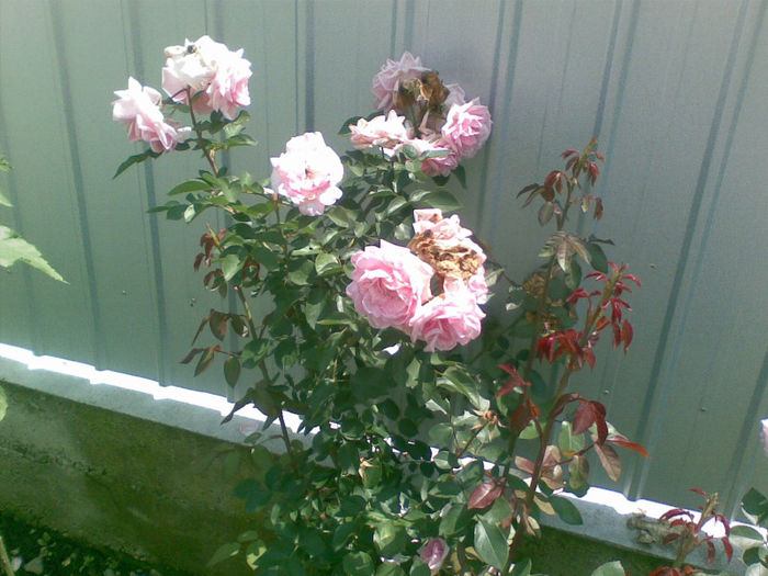 06072013 - florile mele