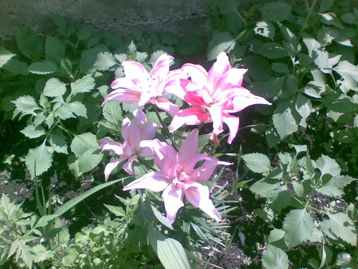 06072013(001) - florile mele