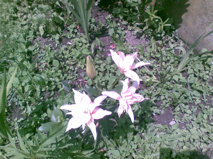 06072013(002) - florile mele