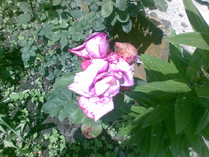 06072013(003) - florile mele