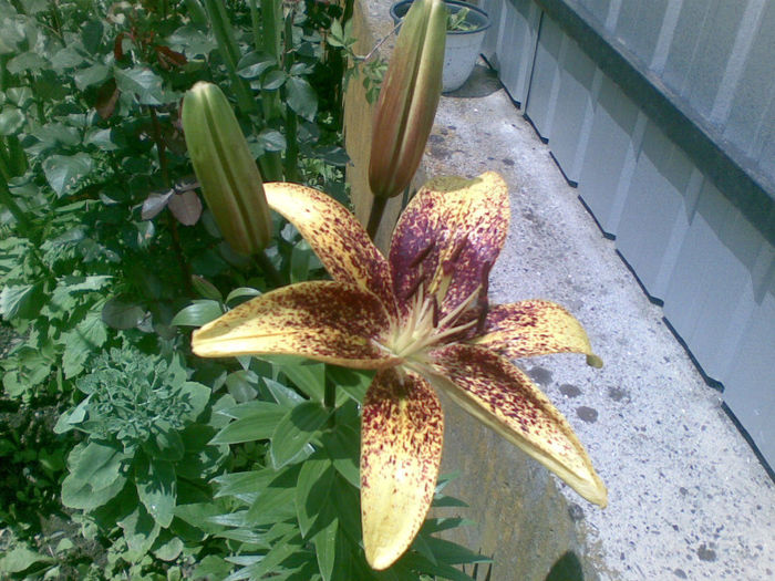 06072013(004) - florile mele