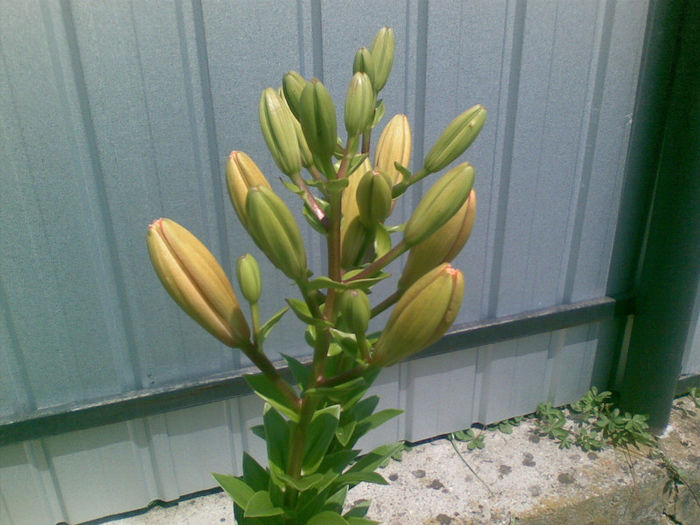 06072013(005) - florile mele