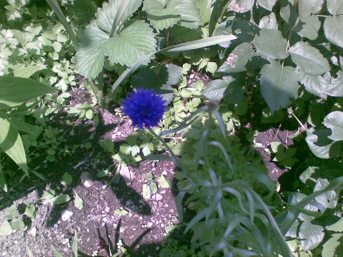 06072013(006) - florile mele