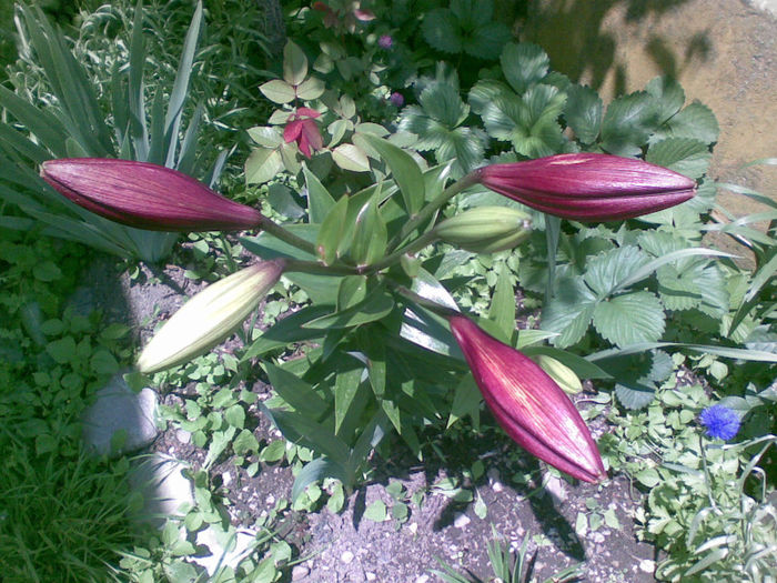 06072013(007) - florile mele
