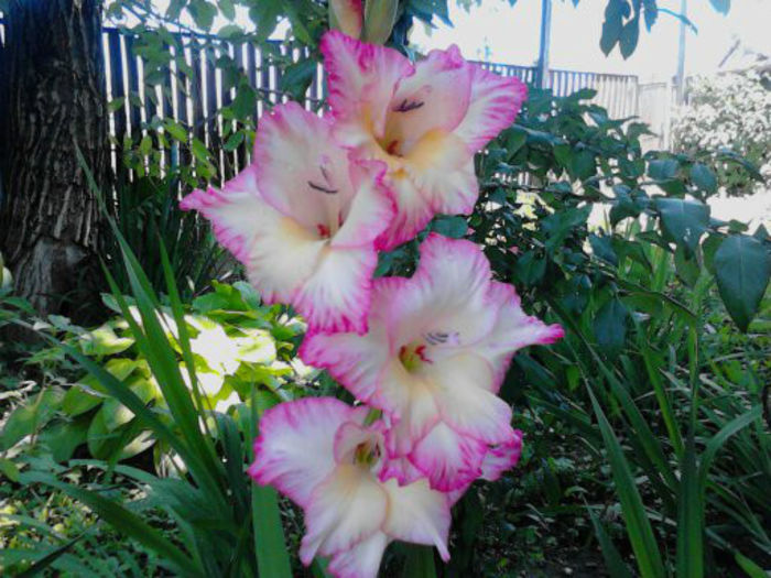 1373108983705 - gladiole