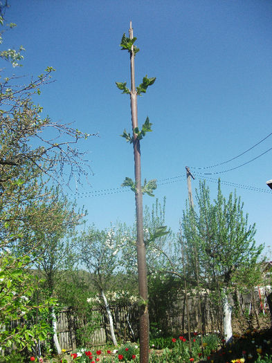 28-04-2013 - Paulownia 2013