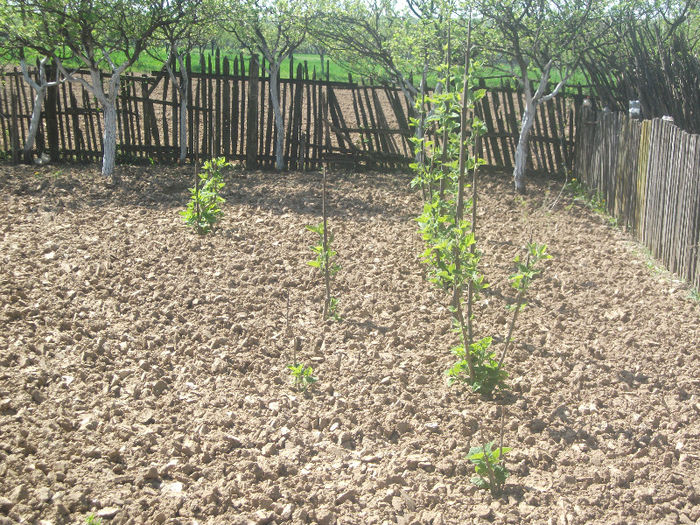 29-04-2013 - Paulownia 2013