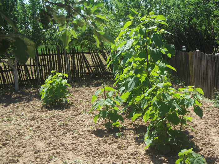 13-05-2013 - Paulownia 2013