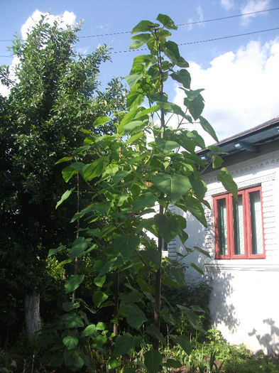 25-05-2013 - Paulownia 2013