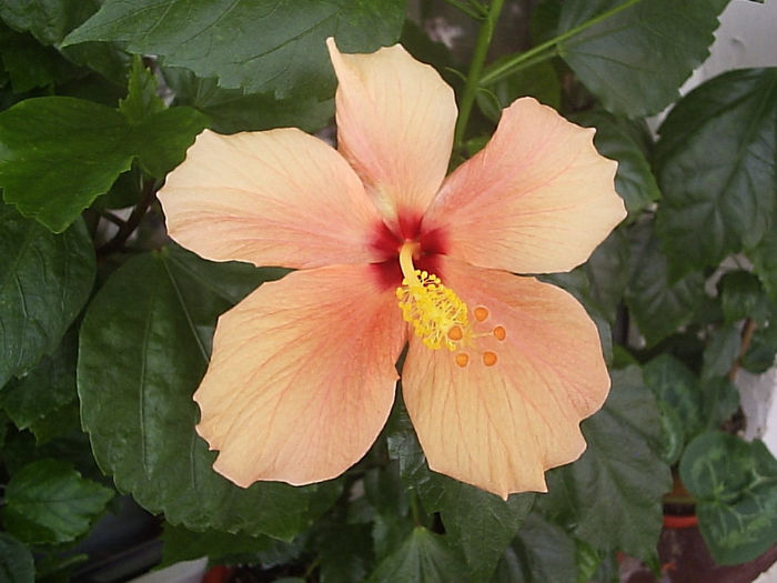 06.07.2013 - Hibiscus 2013