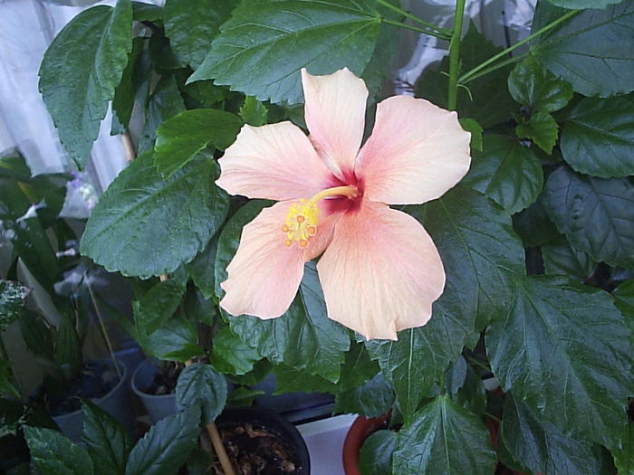 06.07.2013 - Hibiscus 2013