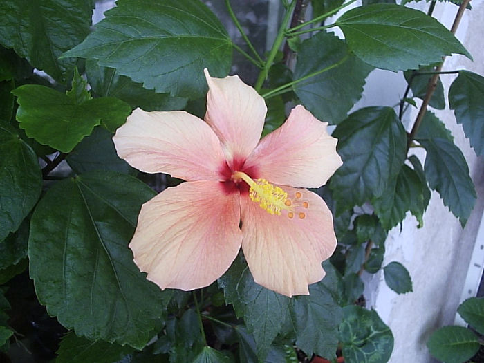 06.07.2013 - Hibiscus 2013