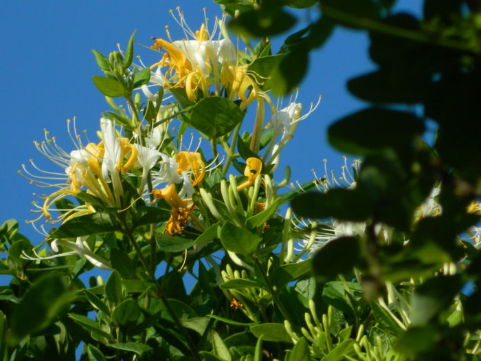 DSCN5296 - IULIE 2013