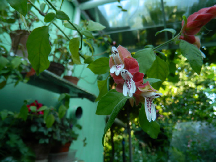 DSCN5299 - IULIE 2013