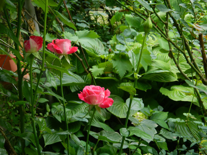 DSCN5306 - IULIE 2013