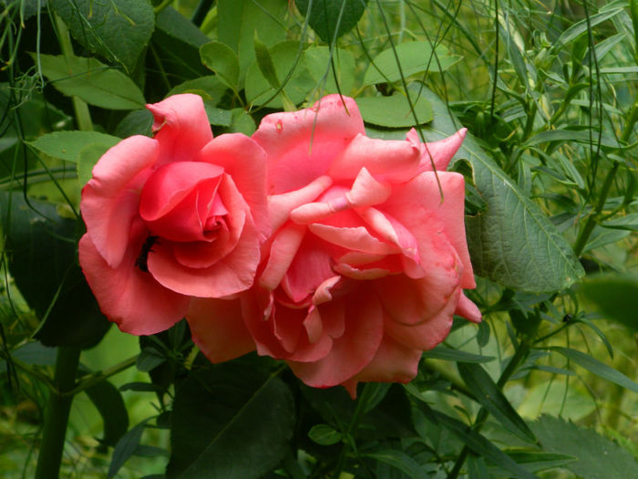 DSCN5307 - IULIE 2013