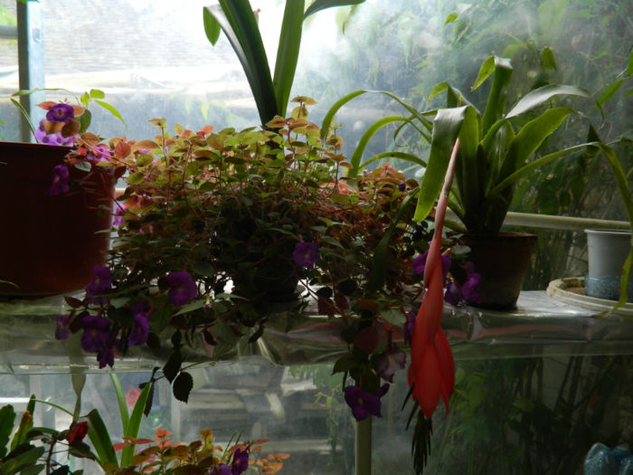 DSCN5321 - IULIE 2013