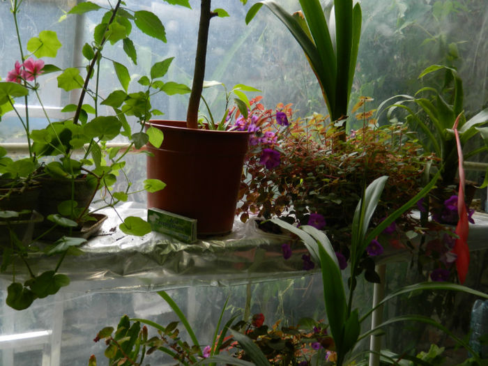 DSCN5325 - IULIE 2013