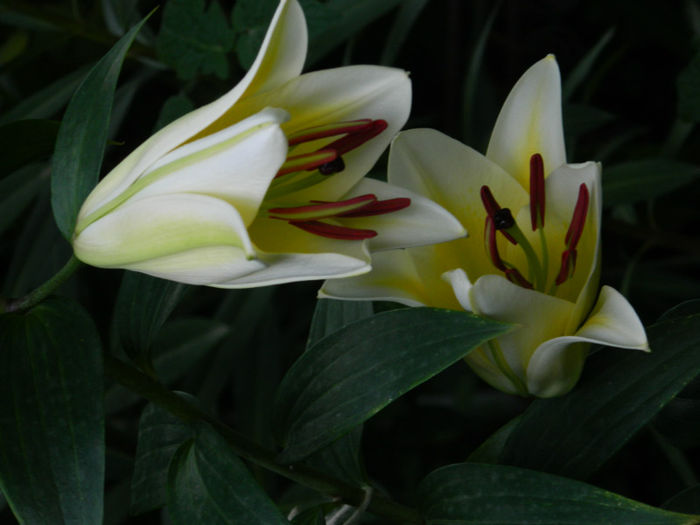 DSCN5334 - IULIE 2013