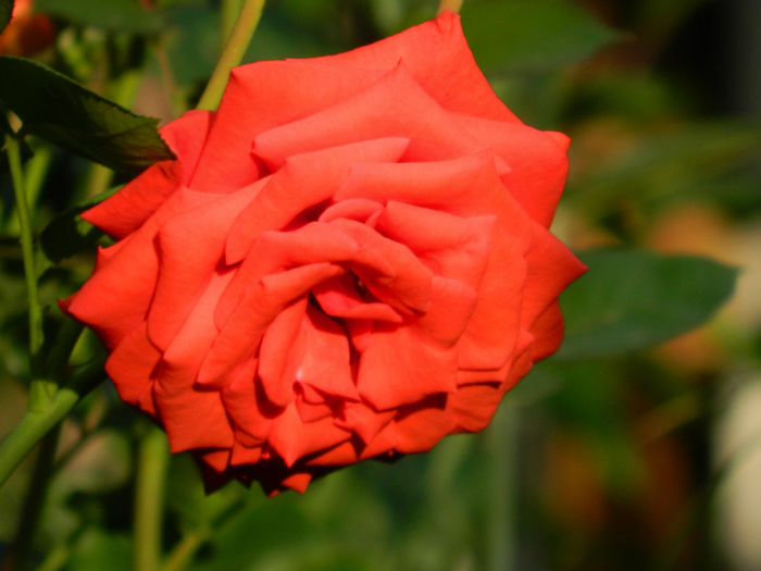 DSCN5338 - IULIE 2013